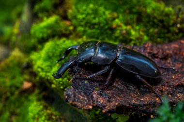 Stag beetle. Dorcus titanus platymelus. Stag beetle on stump wood with green moss.