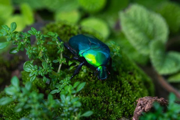 Scarab beetle. Torynorrhina Flamea green scarab beetle Thailand.