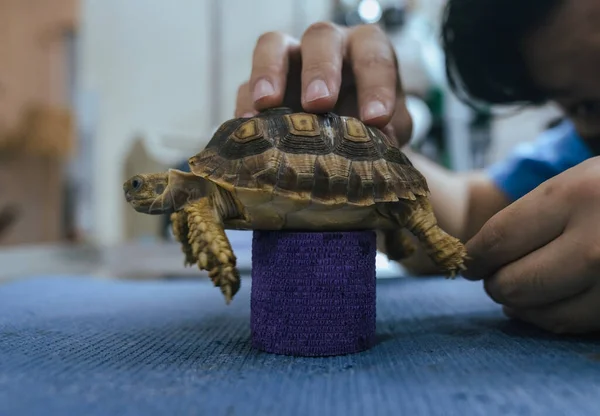 Turtles are Exotic Pets. Sulcata Tortoise or African spurred tortoise are walking on the table  in the veterinary examination room.