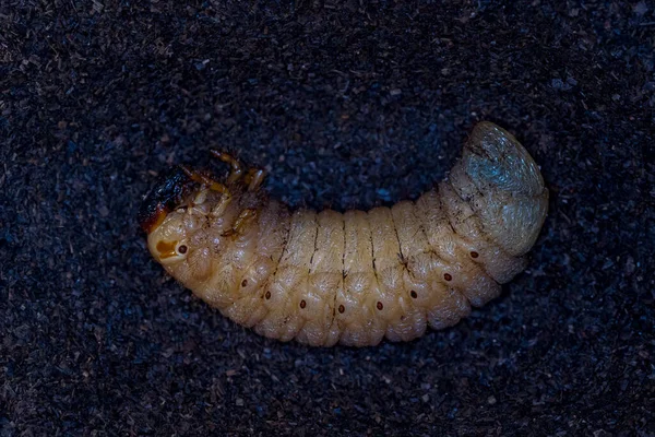 Beetle worm. the larva of the may beetle. Japanese rhinoceros beetle. Allomyrina dichotomous septentrionalis.