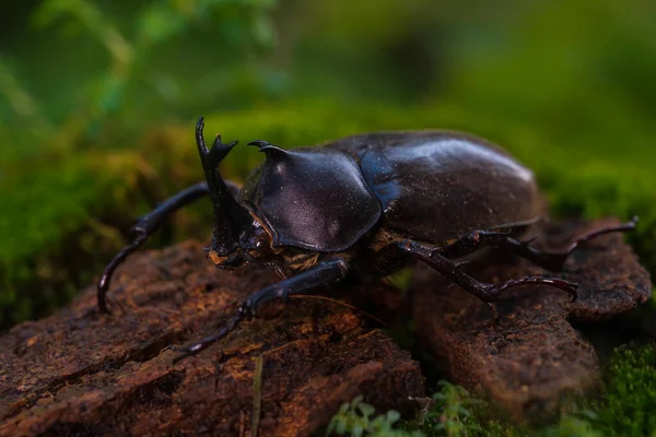 Japanese rhinoceros beetle. Allomyrina dichotomous septentrionalis. Japanese horned beetle or kabutomushi is species of rhinoceros beetle.