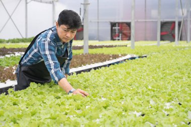 Hydroponic vegetable farmers in the vegetable plantation. Cultivation hydroponic green vegetable in smart farm plant.