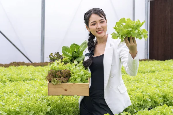 Hydroponic farm. Woman in harvest takes fresh vegetable from hydroponic organics farm. Asian farmer young woman hold basket of vegetable in farm.