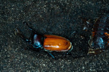 Beetle worm. chrysalis of rhinoceros. Japanese rhinoceros beetle. Allomyrina dichotomous septentrionalis.