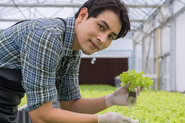 Young Man Vegetable Hydroponic Vegetable Farmers Vegetable Plantation Cultivation Hydroponic — Stock Photo, Image