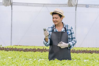 Hydroponic vegetable farmers in the vegetable plantation. Cultivation hydroponic green vegetable in smart farm plant.