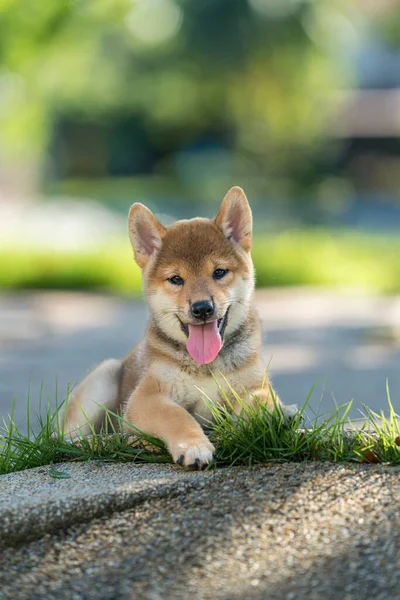 Japanese Dog Japanese Breed Inu Running Fast Green Field Beautiful 免版税图库照片