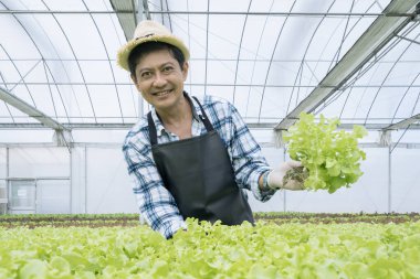 Hidroponik sebze bahçesi sahibi. Asyalı çiftçiler sebze çiftliğinde çalışıyorlar. Organik çiftlikte güzel organik yeşillik ve marul.