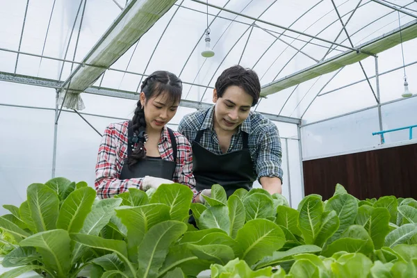 亚洲农民在水栽蔬菜农场工作 有吸引力的年轻男女农业学家在温室里检查绿色橡木的质量 — 图库照片