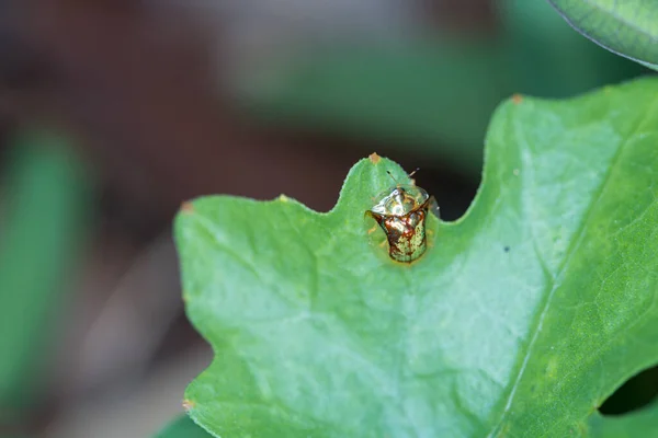 Macro Photography Golden Tortoise Beetle Leaf 황금빛 풍뎅이 Charidotella Sexpunctata — 스톡 사진