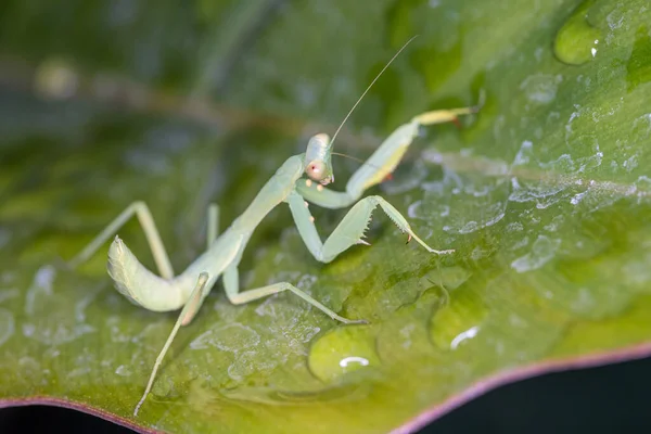 Rezando Mantis Una Hoja Mantis Orante Naturaleza — Foto de Stock