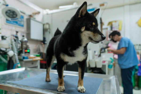 Concept Vétérinaire Vétérinaire Examinant Chiba Inu Chien Vétérinaire Travaillant Microscope — Photo