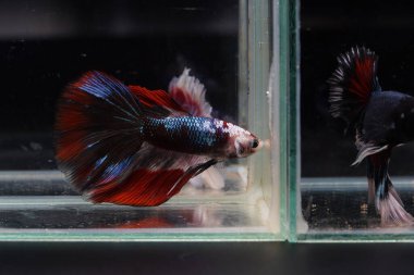 Deniz hayatı. Tatlı akvaryum tankında suyun altında yüzen balıklarla savaşmak.