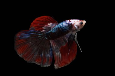 Siyam dövüşen balıkları siyah arka planda izole edilmiş. Balık üç renk. Siyah arka planda Betta Fish. Siyah izole. Metin için boşluk.