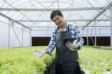 Sebze çiftçilerinin sebze tarlasında tablet kullanması. Çiftçi analiz için hidrofonik sebze örneği topluyor..