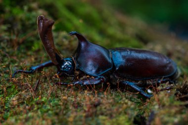 Japon boynuzlu böceği veya kabutomushi gergedan böceği türüdür..