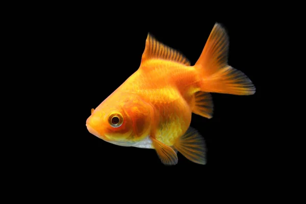 Peixe Dourado Isolado Sobre Fundo Preto Peixe Dourado Laranja Isolado — Fotografia de Stock