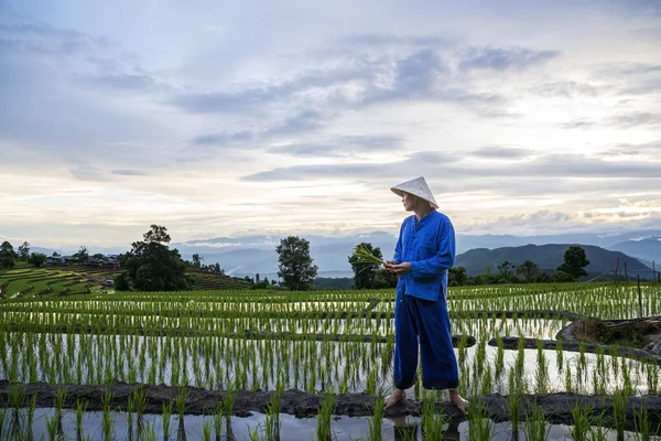 Los Agricultores Cultivan Arroz Temporada Lluvias Tailandia Agricultores Cultivando Terrazas — Foto de Stock