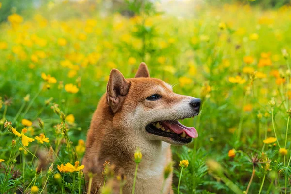 Japanese Dog Shiba Inu Dog Colorful Flower Dog Field Colorful — Stock Fotó