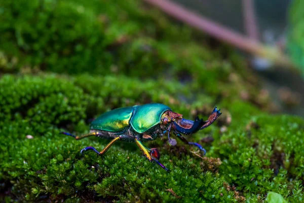 Stag Beetle Green Stag Beetle Lamprima Adolphinae Stump Wood Green — Stockfoto