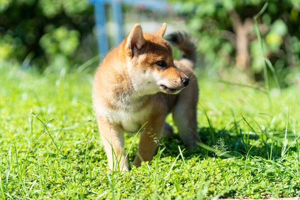 Japoński Pies Japońskiej Rasy Inu Działa Szybko Zielonym Polu Piękne — Zdjęcie stockowe