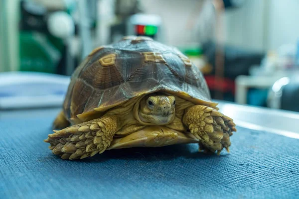 Turtles are Exotic Pets. Sulcata Tortoise or African spurred tortoise. Veterinarian examining a tortoise in a veterinary clinic.