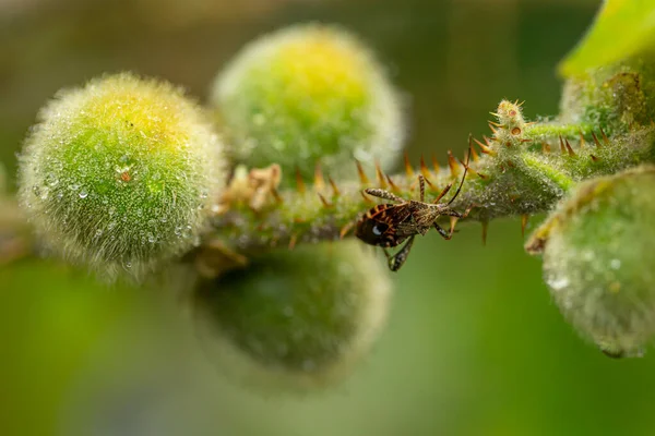 Ceraleptus Leaf Footed Bug Genus Coreidae — 스톡 사진
