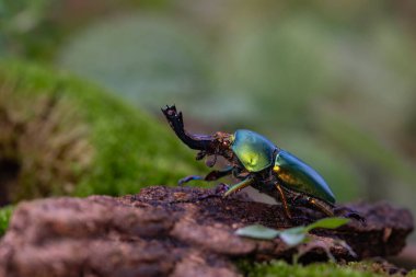 Stag beetle. Green Stag Beetle (Lamprima adolphinae) on stump wood with green moss