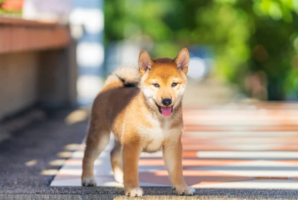 Japonský Pes Japonského Plemene Inu Běží Rychle Zeleném Poli Krásné — Stock fotografie