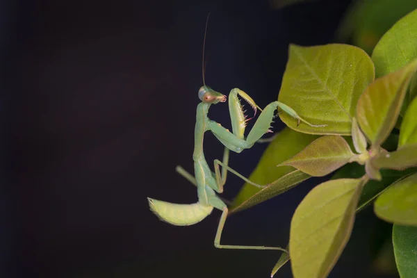 Rezando Mantis Una Hoja Mantis Orante Naturaleza —  Fotos de Stock