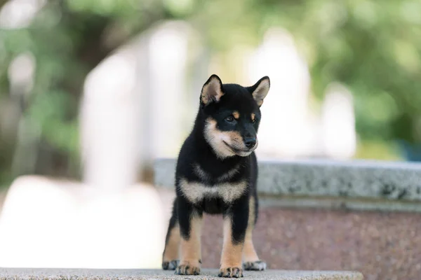 Japoński Pies Japońskiej Rasy Shiba Inu Piękny Czarny Szczeniak Shiba — Zdjęcie stockowe