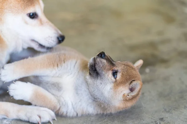 Μητέρα Σκύλος Και Κουτάβια Shiba Inu Κουτάβι — Φωτογραφία Αρχείου