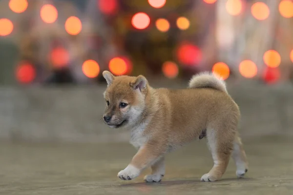 Shiba Inu Puppy Looking Happy Puppy Shiba Inu — Stock Photo, Image