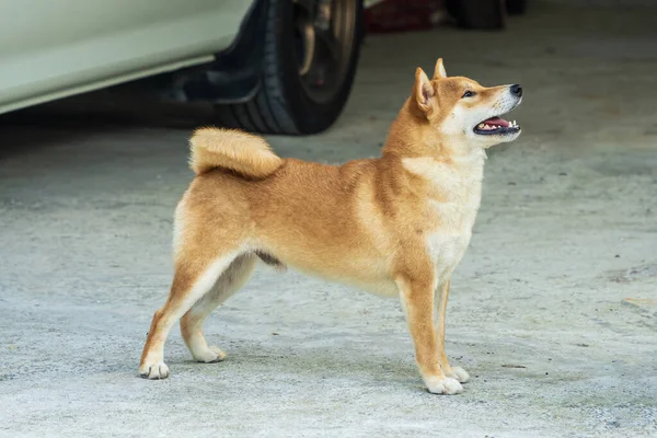 Japon Köpeği Renkli Çiçekli Shiba Inu Köpeği Renkli Çayır Tarlasında — Stok fotoğraf