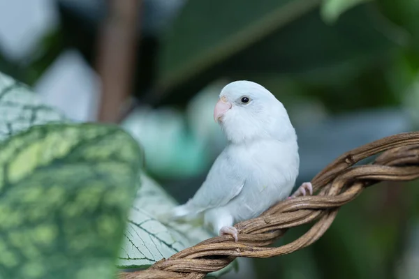 Papagaio Forpus Branco Empoleirado Uma Videira Papagaio Forpus Passerinus Empoleirado — Fotografia de Stock