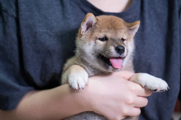 Girl Holding Shiba Inu Puppy Asian Woman Gets Carry Cute — Stock Photo, Image
