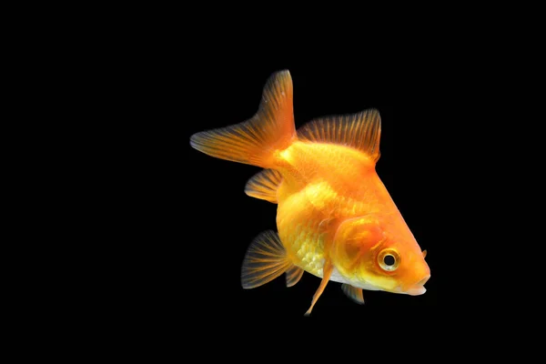 Goldfish Isolated Black Background Orange Goldenfish Isolated Black Background Thailand — Stock Photo, Image