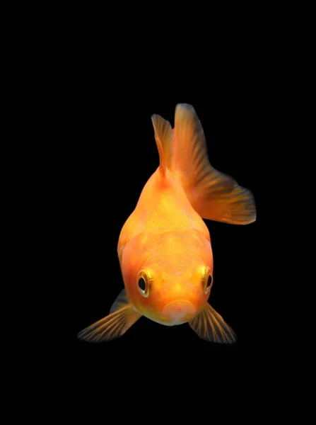 被黑色背景隔离的金鱼 金鱼在黑色背景上被隔离 — 图库照片