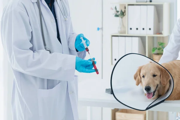 医者は犬がウイルスの血であることをテストしている 獣医は獣医クリニックで犬に注射します — ストック写真