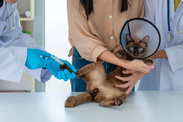 獣医は病気の猫に医療を提供します獣医は獣医クリニックで猫への注射を与えます — ストック写真