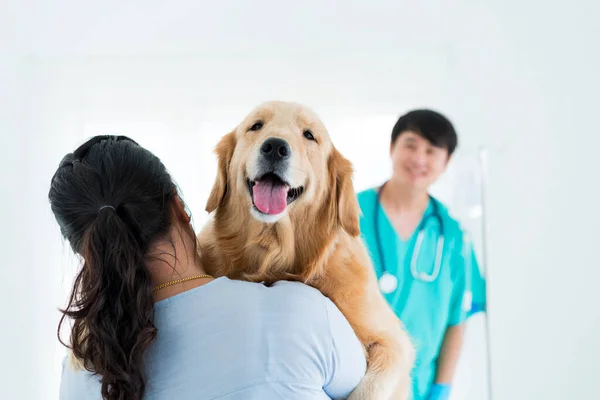 Health care and Pet concept. Veterinarians and dog owners are checking the golden retriever\'s dog health. Veterinarian examining a golden retriever.