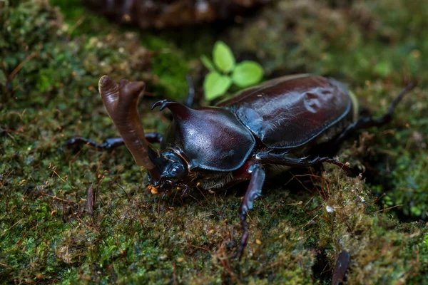 日本の角甲虫 かぶともぬし サイムシの一種 — ストック写真