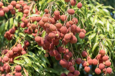 Bahçedeki liçi ağacında taze liçi meyvesi.