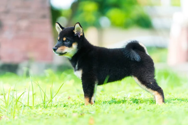 Japonský Pes Japonského Plemene Inu Zeleném Poli Krásné Černošky Štěně — Stock fotografie