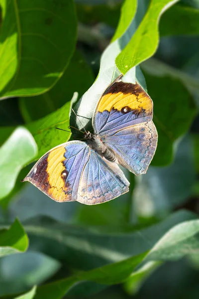 Индийская Бабочка Сидела Цветке — стоковое фото