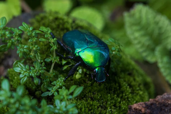 Scarab Beetle Torynorrhina Flamea Green Scarab Beetle Thailand — Fotografia de Stock