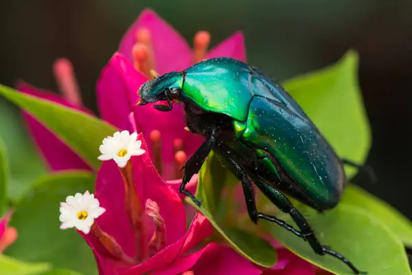 Scarab Beetle Torynorrhina Flamea Green Scarab Beetle Thailand — Fotografia de Stock
