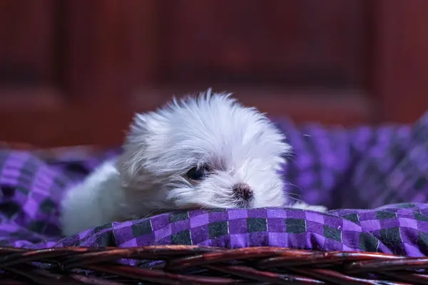Maltese Terrier Puppy Playing Sleep Basket — Stock Photo, Image