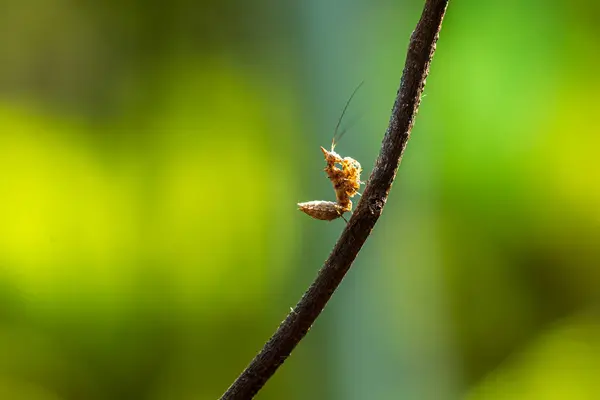 Macro Mantis Green Branch — Stock Photo, Image