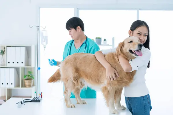 Examining pet in clinics concept. Golden retriever is getting vaccination by the veterinarian.